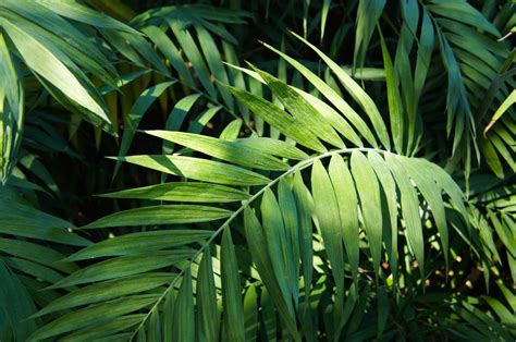 Ultimate Guide to Watering Your Parlor Palm